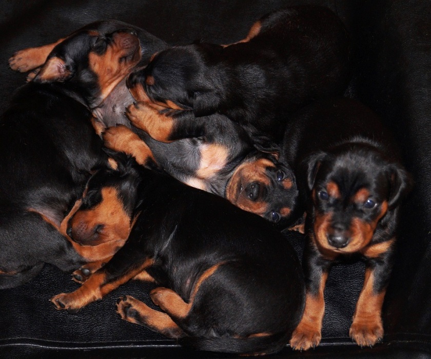 Pinscher * Xélanc Charming C kull 3 veckor
